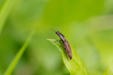 Agriotes lineatus - Lined click beetle - Taupin des moissons