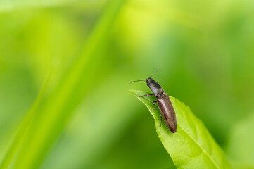 Agriotes lineatus - Lined click beetle - Taupin des moissons