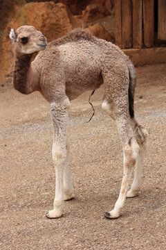 camellos y dromedarios