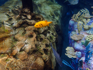 An underwater photo of a yellow Dogfaced Puffer fish swimming among the rock and coral reef.