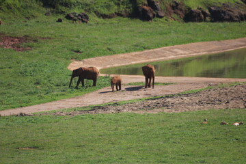 elefantes y sus crias
