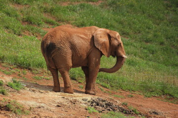 Fototapeta na wymiar elefantes y sus crias