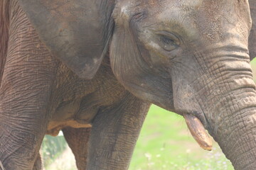 Fototapeta premium elefantes y sus crias
