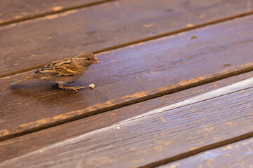 A cute little sparrow is pecking at crumbs on a wooden floor. Feed the bird.