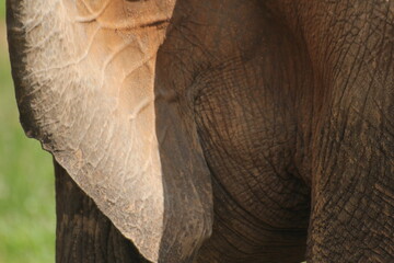 Elefantes y sus crrias