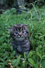 cat in the grass