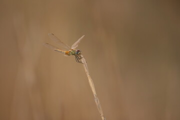 Libélulas y dragonfly