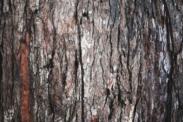 Embossed texture of the bark of oak. Panoramic photo of the oak texture. Bark tree.