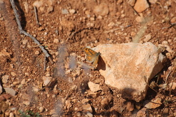 Todo tipo de insectos, babosas y trilobites