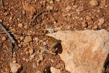 Todo tipo de insectos, babosas y trilobites