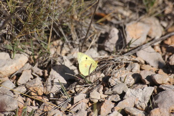 Todo tipo de insectos, babosas y trilobites