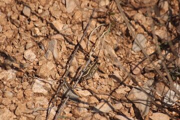 Todo tipo de insectos, babosas y trilobites