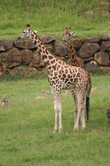 Jirafa