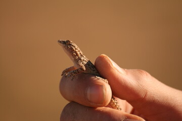 lagartos y lagartijas