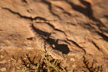 lagartos y lagartijas
