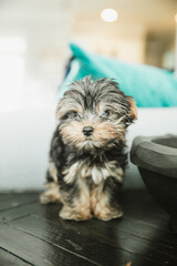 A tiny teacup yorkie puppy dog sitting on a couch arm with a teal pillow