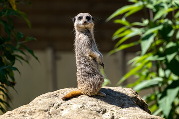 An isolated Meerkat, Suricata suricatta at the zoo.