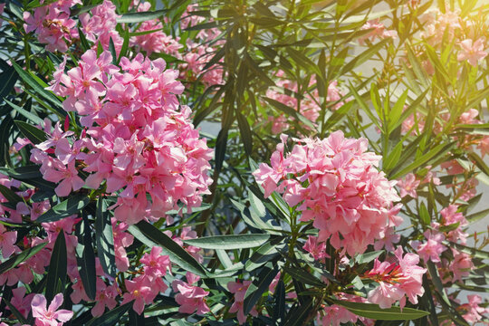 Pink oleander flowers ( Nerium Oleander ) in garden on sunny summer day
