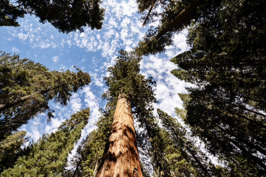 Trees in Sequoia National Park, California 