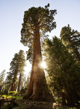 Trees in Sequoia National Park, California 
