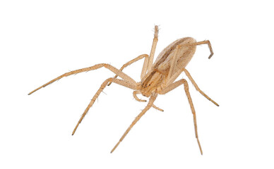 Slender crab spider isolated on white background, Tibellus oblongus