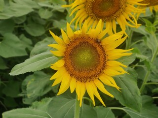 Obraz premium sunflower with bee
