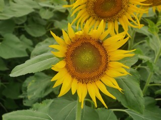 sunflower with bee