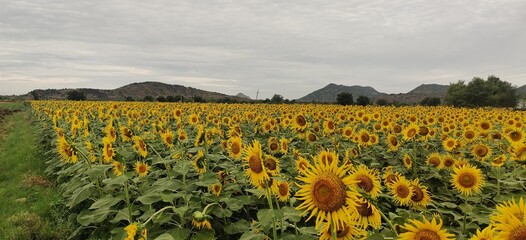 Obraz premium Field of sunflowers