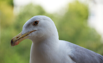 close up of a seagull