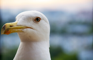 close up of a gull