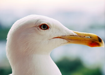 close up of a seagull
