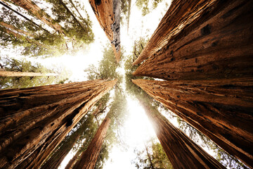 The House is a cluster of giant redwoods located near President in Giant Forest. In July 1922, at the suggestion of chief ranger Guy Hopping, Sequoia National Park superintendent Colonel John R. White