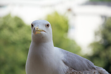 close up of a seagull