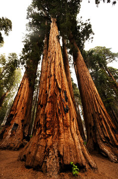 'the Senate' group of trees in Sequoia National Park, California 