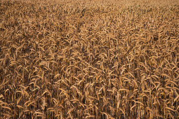 wheat field background