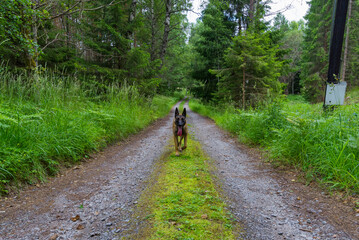 dog in the woods