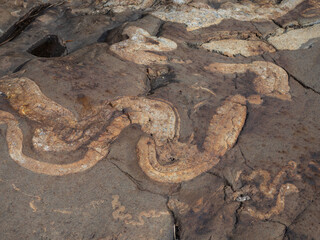 Strongly curved and deformed folds of migmatites in rocks