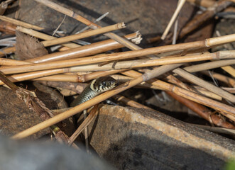 A grass snake between stones among dry reed stalks in Karelia, northwest of Russia