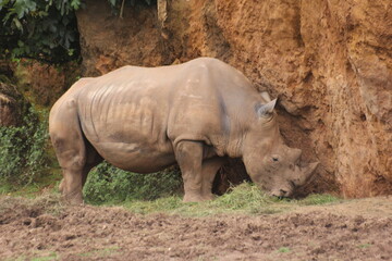 patas, cuernos y rinocerontes 
