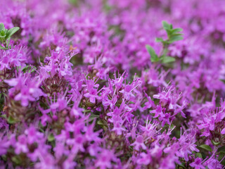 Obraz premium Purple thyme flowers on the sandy beach of Lake Onega in Karelia, northwest Russia