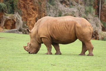 Foto op Plexiglas patas, cuernos y rinocerontes  © RaldaPhoto