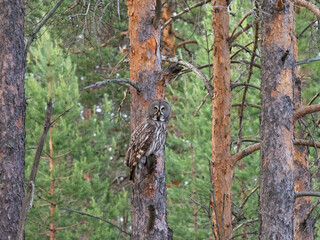 Great Gray Owl sits on a pine tree in the forest in the Republic of Karelia, northwest Russia