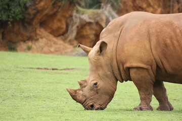 Fototapeta premium patas, cuernos y rinocerontes 