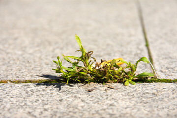 weeds on a road close up