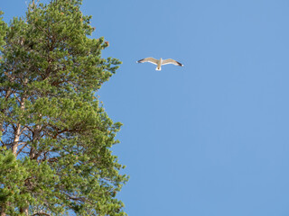 A seagull flies near the top of a pine tree against the backdrop of a bright blue sky in summer