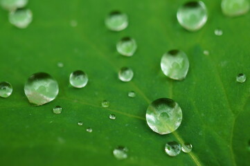 A raindrop on a green leaf in close-up. Natural background.