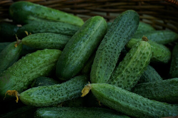 Young cucumbers in a wicker basket. 