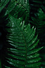 Forest wet fern. Stunning greenery. screensaver for phone