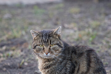 Obraz premium Portrait of a gray domestic cat. The cat is sitting on the grass