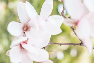Spring flowering magnolia tree in close plan